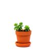 terracoota succulent planter, clay pots