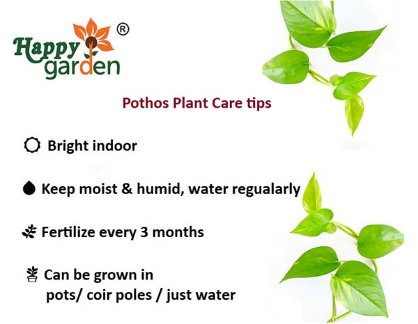 pothos care